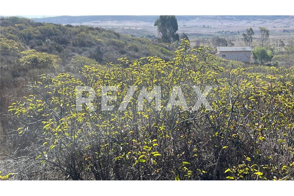 Residenziale - Parte di Terreno per Appezzamento - Ensenada, Messico - Mexico - 9 - 1001006182-102