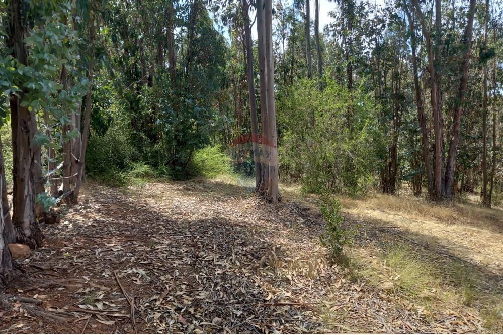 Residential - Ledig land - Litueche, Cardenal Caro, Libertador Gral. Bernardo O'Higgins - CL - Imagen de WhatsApp 2025-01-02 a las 15.22.16_bb5ce987.jpg - 1028103011-35