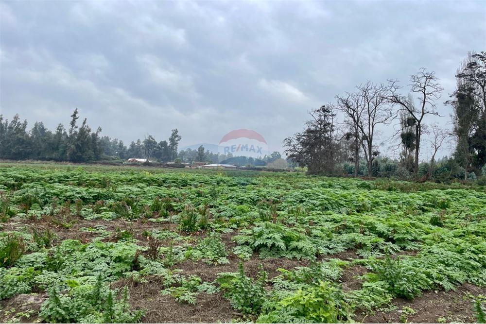 Residential - คฤหาสน์ชนบท - Talagante, Talagante, Metropolitana De Santiago - CL - 13 - 1028091010-162