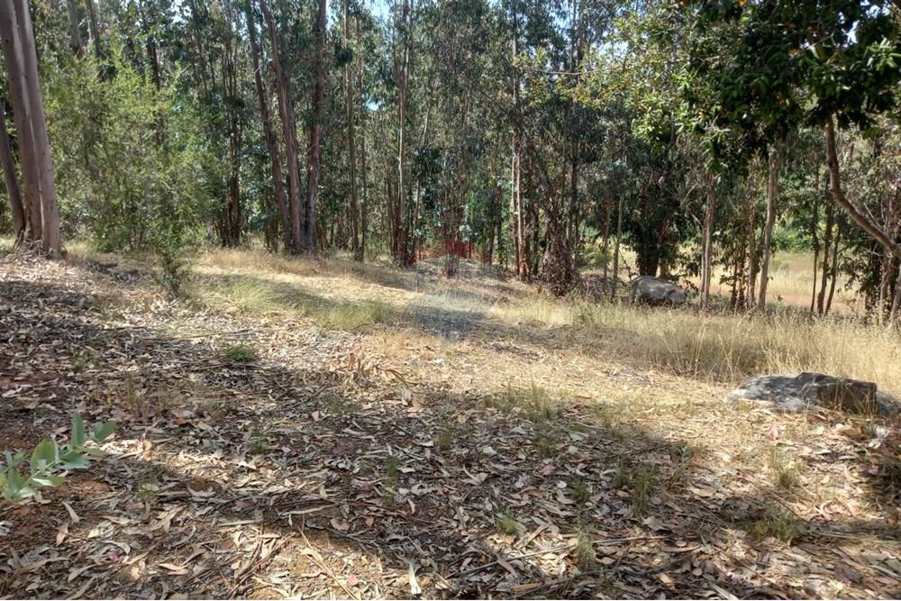 Residential - Ledig land - Litueche, Cardenal Caro, Libertador Gral. Bernardo O'Higgins - CL - Imagen de WhatsApp 2025-01-02 a las 15.22.16_7f8ab181.jpg - 1028103011-35