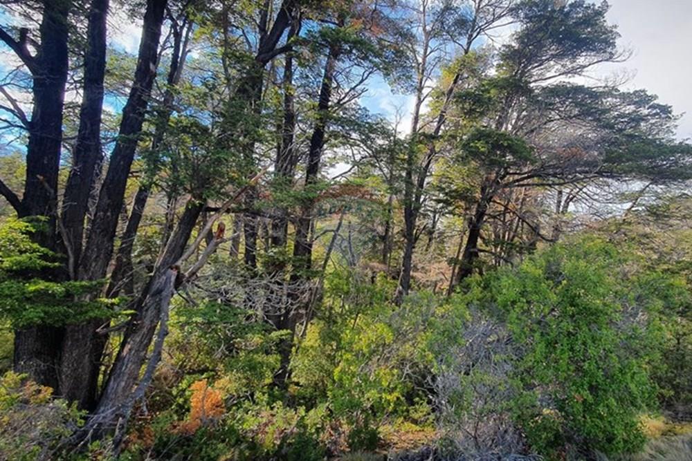 Gyvenamasis - Žemės sklypas - Chile Chico, General Carrera, Aisén - CL - 20210807_131657.jpg - 1028085049-21