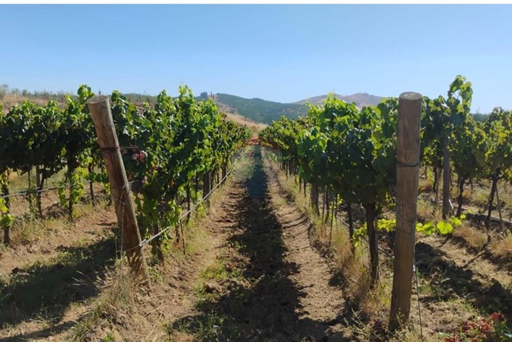 Residential - عقار ريفي - San Javier, Linares, Maule - CL - PHOTO-2025-02-19-12-09-30_8.jpg - 1028098015-608