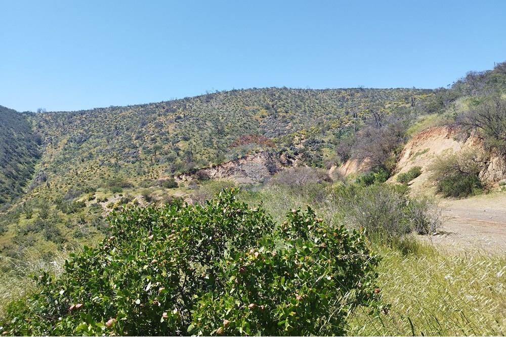 Residential - Land - Curacaví, Melipilla, Metropolitana De Santiago - CL - 7.jpg - 1028091010-163