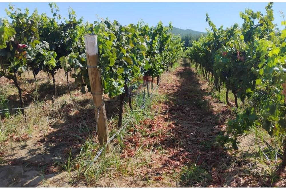 Residential - عقار ريفي - San Javier, Linares, Maule - CL - PHOTO-2025-02-19-12-09-29_5.jpg - 1028098015-608