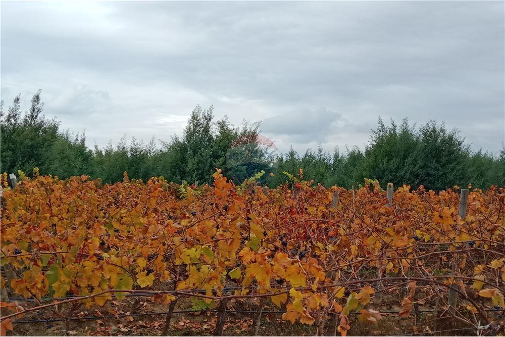 Residential - عقار ريفي - San Javier, Linares, Maule - CL - 32 - 1028098015-608