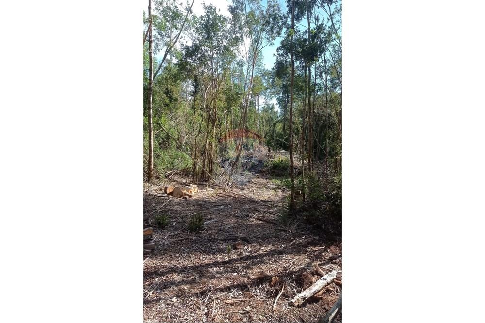 Woningbouw - Grond voor toek. bouw ontwikkeleing - Calbuco, Llanquihue, Los Lagos - CL - WhatsApp Image 2025-06-09 at 11.57.14 AM (1).jpeg - 1028109099-64