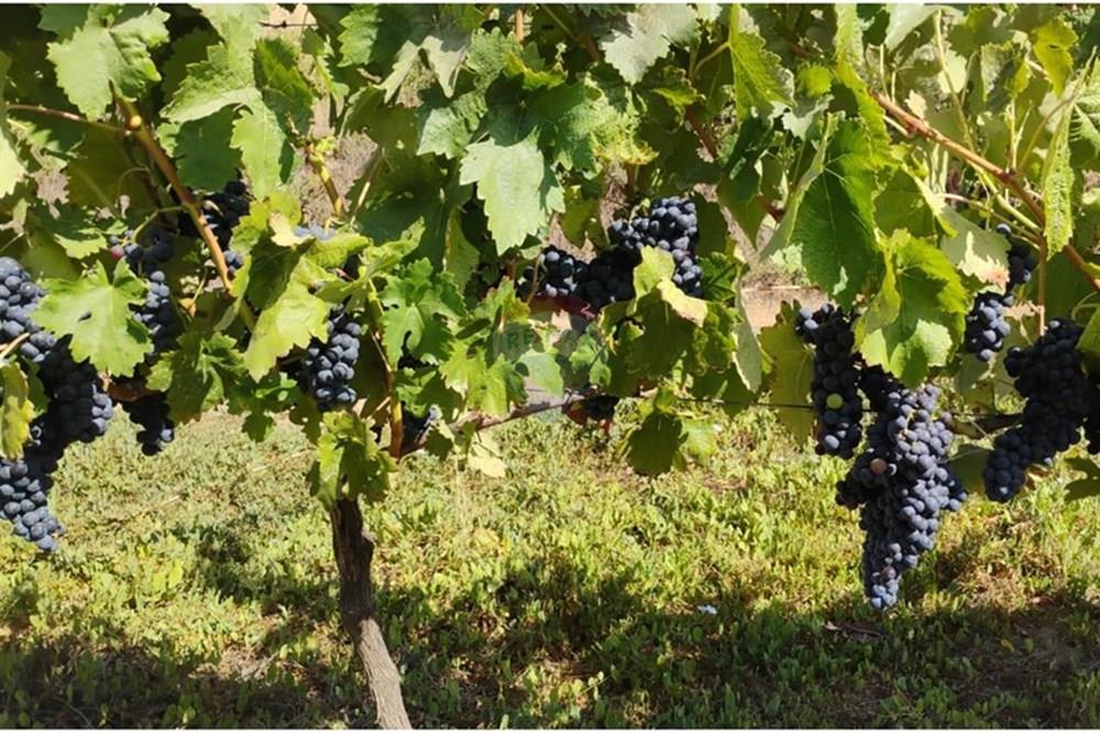 Residential - عقار ريفي - San Javier, Linares, Maule - CL - PHOTO-2025-02-19-12-09-28.jpg - 1028098015-608