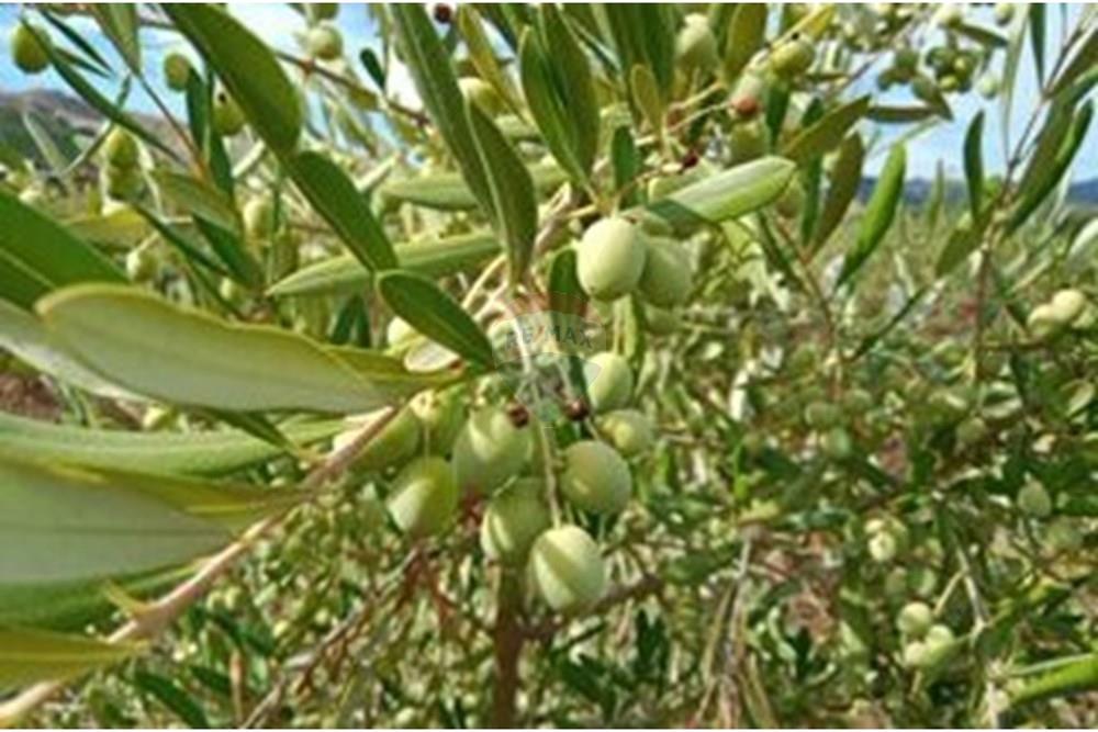 Residential - عقار ريفي - San Javier, Linares, Maule - CL - 1000024332.jpg - 1028098015-608