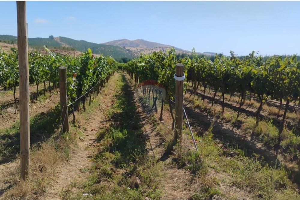 Residential - عقار ريفي - San Javier, Linares, Maule - CL - PHOTO-2025-02-19-12-09-30.jpg - 1028098015-608