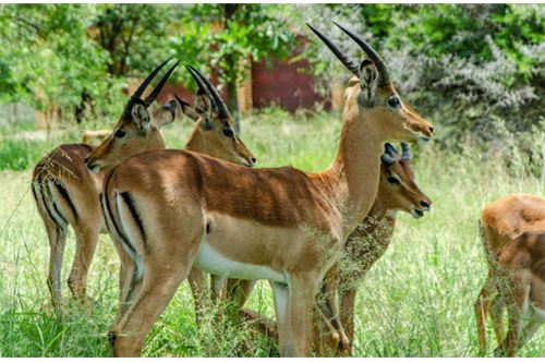 Residenziale - Lotto vacante - Leeuwfontein Estate, Gauteng - South Africa - 50 - 1031414102-104