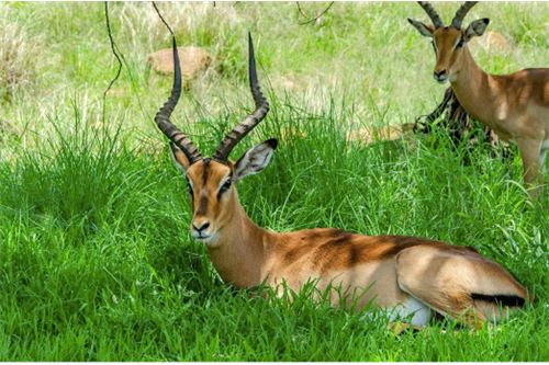 Residenziale - Lotto vacante - Leeuwfontein Estate, Gauteng - South Africa - 52 - 1031414102-104