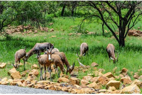 Residenziale - Lotto vacante - Leeuwfontein Estate, Gauteng - South Africa - 49 - 1031414102-103