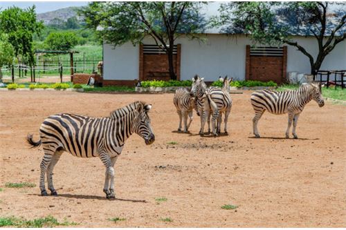 Residenziale - Lotto vacante - Leeuwfontein Estate, Gauteng - South Africa - 54 - 1031414102-103