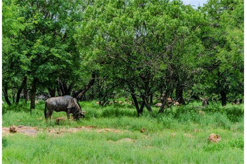 Residenziale - Lotto vacante - Leeuwfontein Estate, Gauteng - South Africa - 51 - 1031414102-103