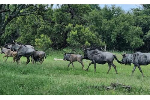 Residenziale - Lotto vacante - Leeuwfontein Estate, Gauteng - South Africa - 56 - 1031414102-104