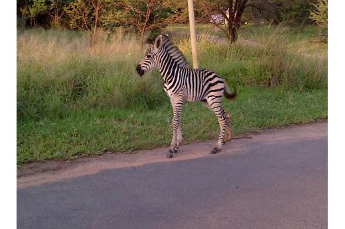 Residenziale - Lotto vacante - Leeuwfontein Estate, Gauteng - South Africa - 44 - 1031414102-104