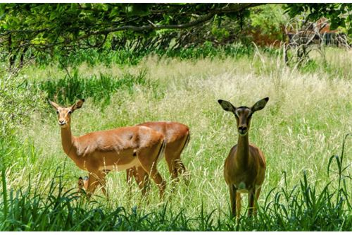 Residenziale - Lotto vacante - Leeuwfontein Estate, Gauteng - South Africa - 48 - 1031414102-104