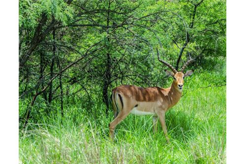 Residenziale - Lotto vacante - Leeuwfontein Estate, Gauteng - South Africa - 53 - 1031414102-104