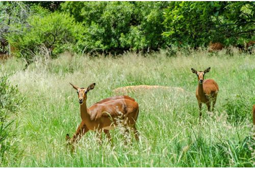 Residenziale - Lotto vacante - Leeuwfontein Estate, Gauteng - South Africa - 47 - 1031414102-104