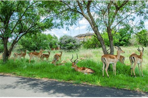 Residenziale - Lotto vacante - Leeuwfontein Estate, Gauteng - South Africa - 55 - 1031414102-103