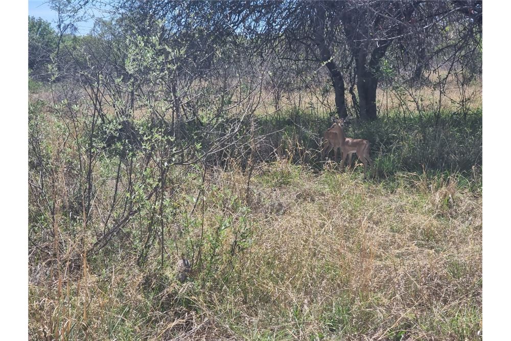 Residential - ਫ਼ਾਰਮ - Brits Rural, North West - South Africa - 44 - 1031416033-105