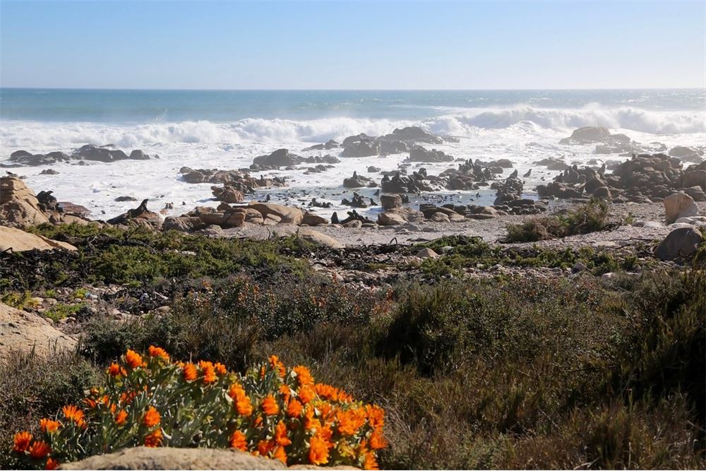 Residential - أرض خالية - Saldanha Central, Western Cape - South Africa - 15 - 1031429035-130