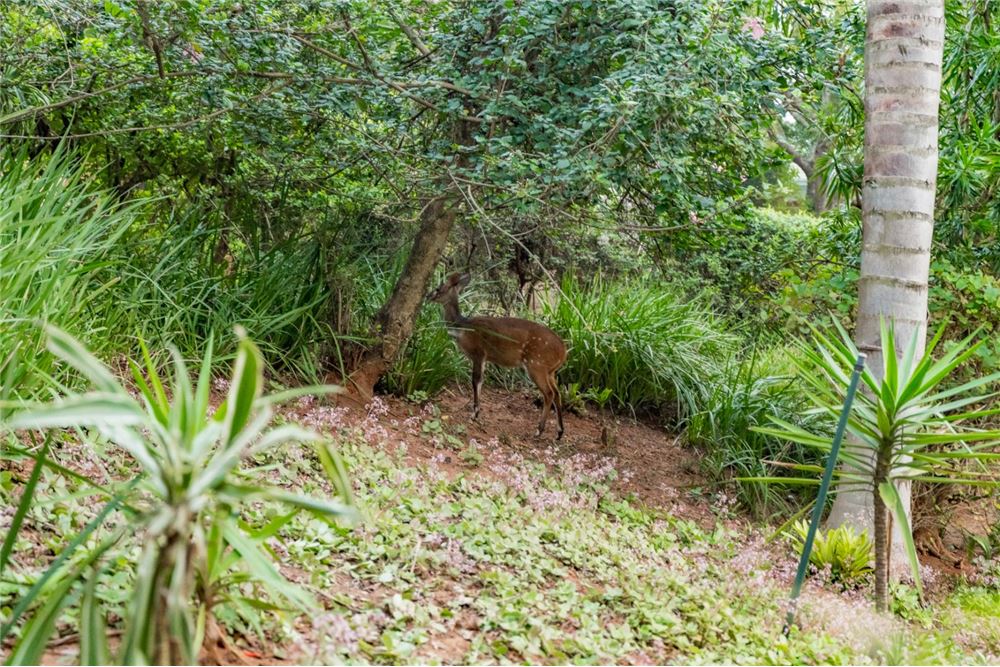 Residential - House - Mount Edgecombe Country Estate, KwaZulu Natal - South Africa - 8 - 1031465056-208