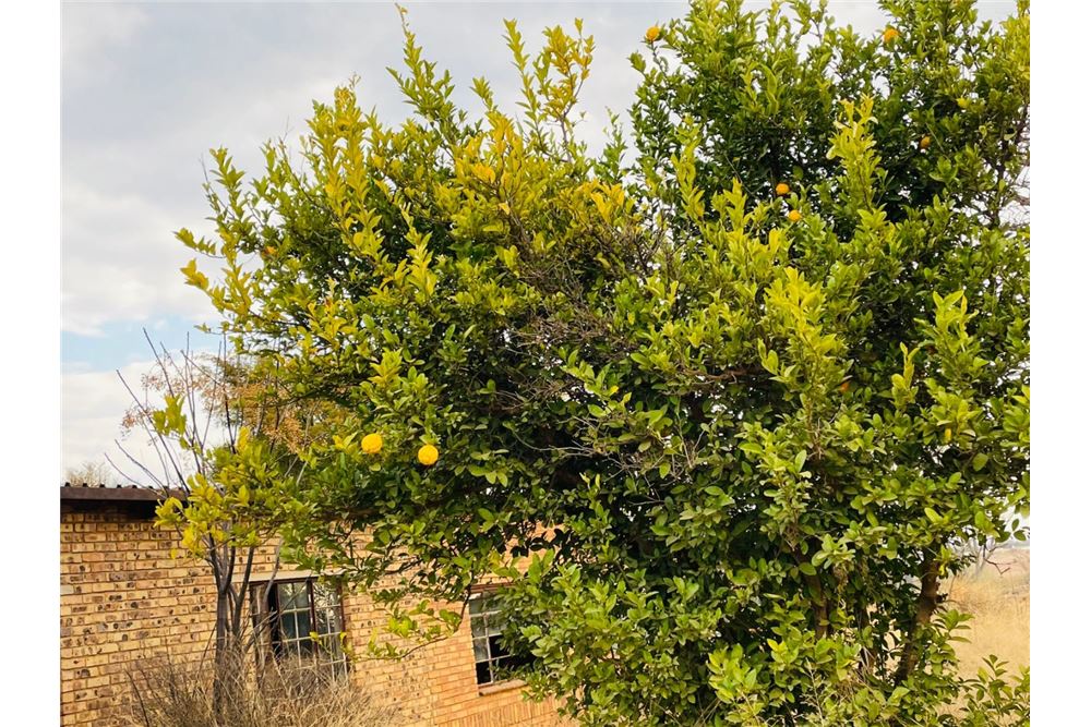 Residencial - Granja - Doornkraal, Gauteng - South Africa - 16 - 1031414137-33