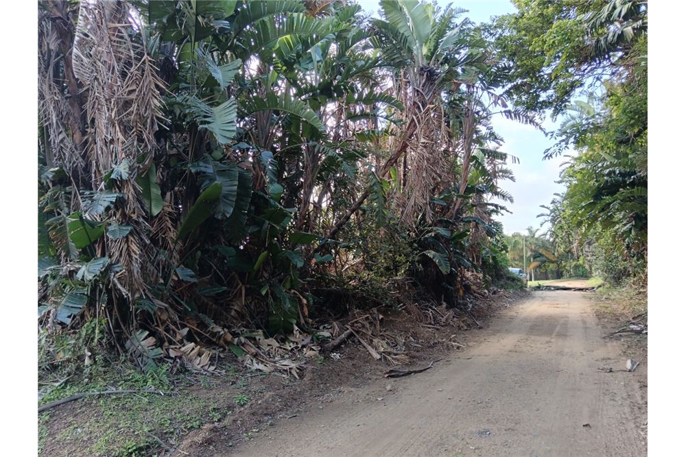 Dzīvojamais - Neapbūvēts zemesgabals - Trafalgar, KwaZulu Natal - South Africa - 18 - 1031394060-123