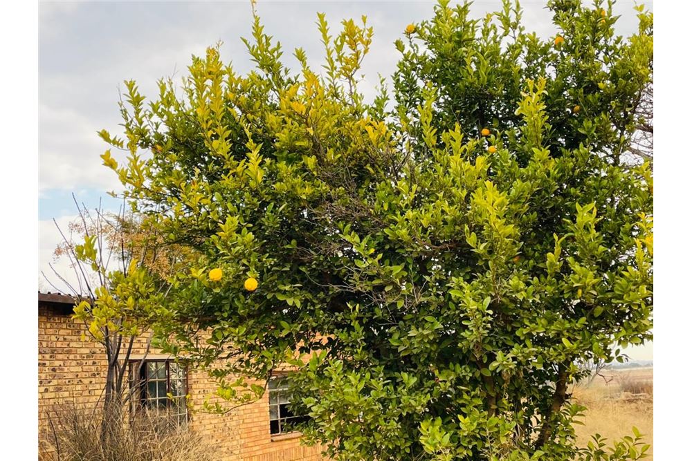 Residencial - Granja - Doornkraal, Gauteng - South Africa - 27 - 1031414137-33