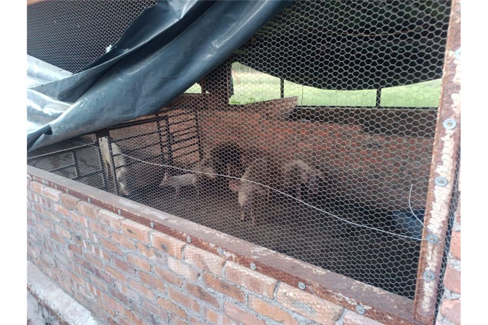 Residencial - Granja - Bultfontein, Gauteng - South Africa - 28 - 1031414014-159