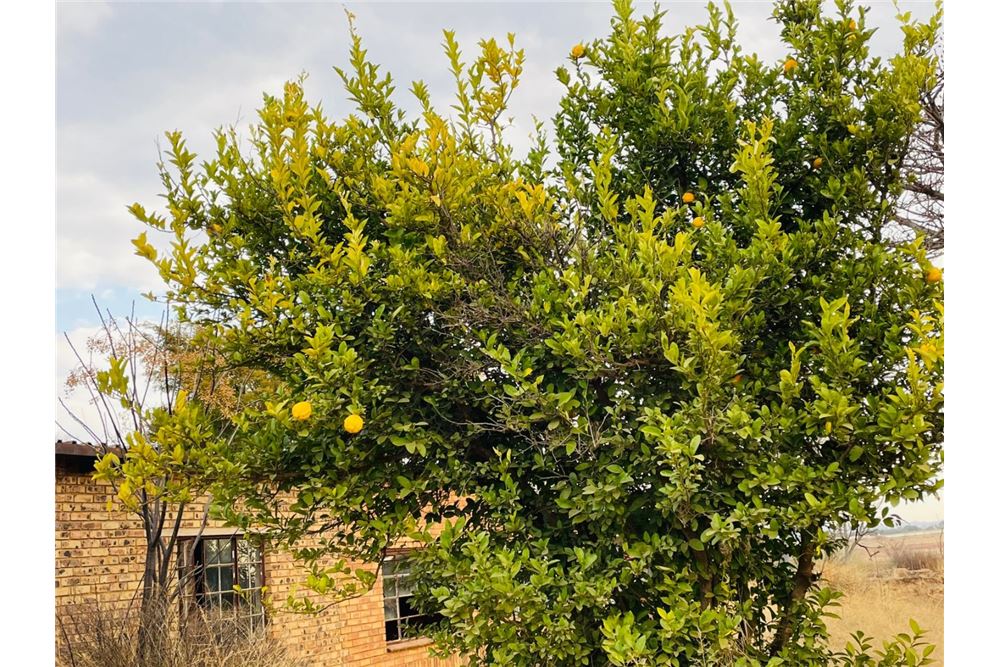 Residencial - Granja - Doornkraal, Gauteng - South Africa - 41 - 1031414137-33