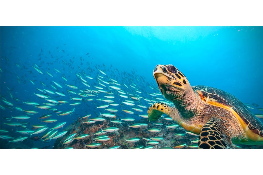 Residential - House - Providence, Seychelles - Seychelles - 9 - 1036001001-13