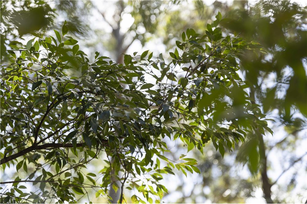 住宅 - 房子 - Cabarlah, 澳大利亚 - Australia - 5 - 1043167004-92