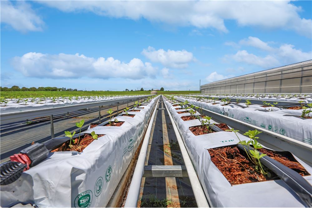 Comercial -  - Harrisville, Australia - Australia - 13 - 1043167008-1263