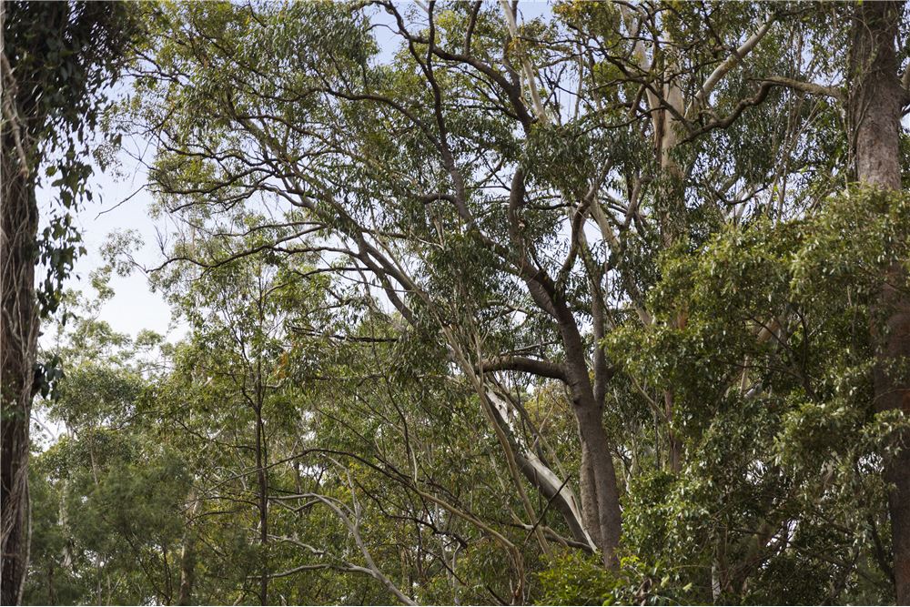 Residencial - Terreno - Highfields, Australia - Australia - 16 - 1043167004-121