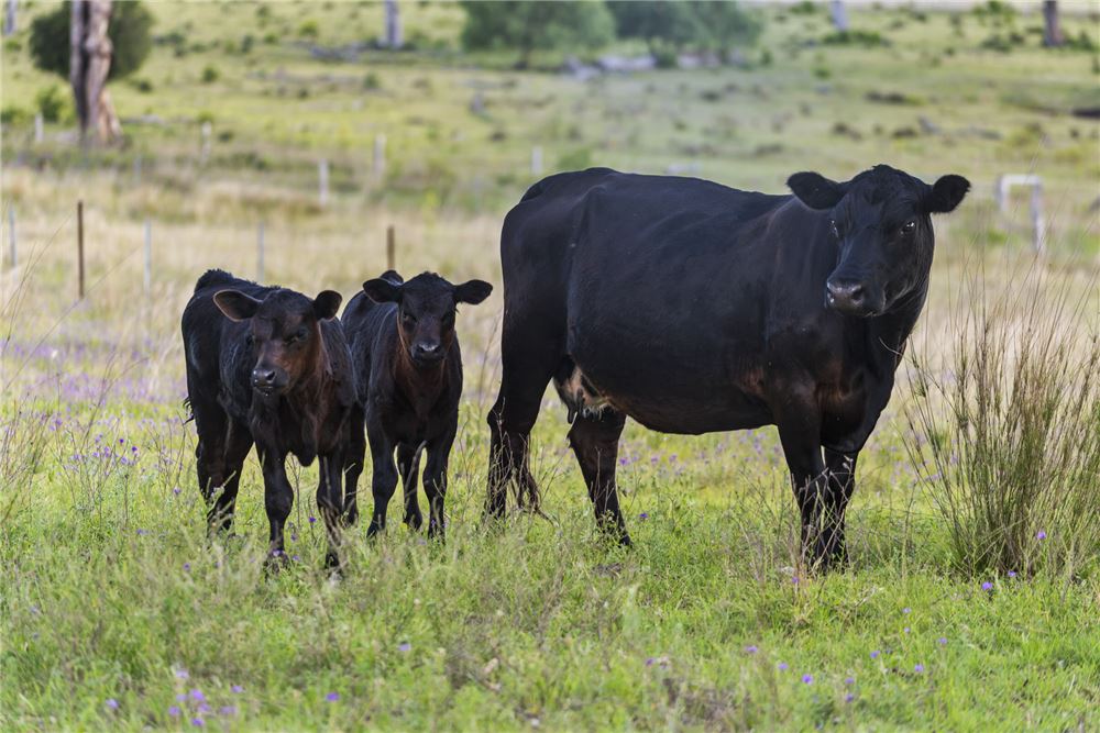Prédio Habitacional - Herdade - Muniganeen, Australia - Australia - 27 - 1043167021-1253