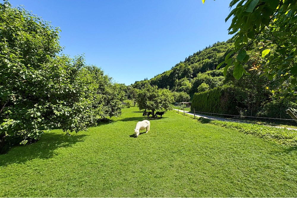 Bauernhof - Kauf - Belp, Bern - 2Oberaar-4.jpg - 119241015-253