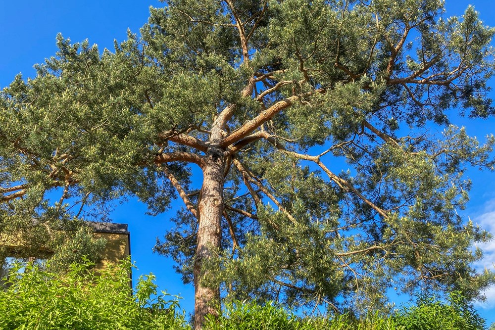 Einfamilienhaus - Kauf - Zollikofen, Bern - IMG_5220.jpg - 119621006-329