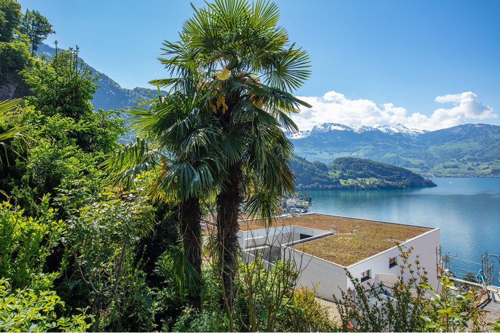 Villa - Kauf - Vitznau, Luzern - 253A6645.jpg - 119871001-102