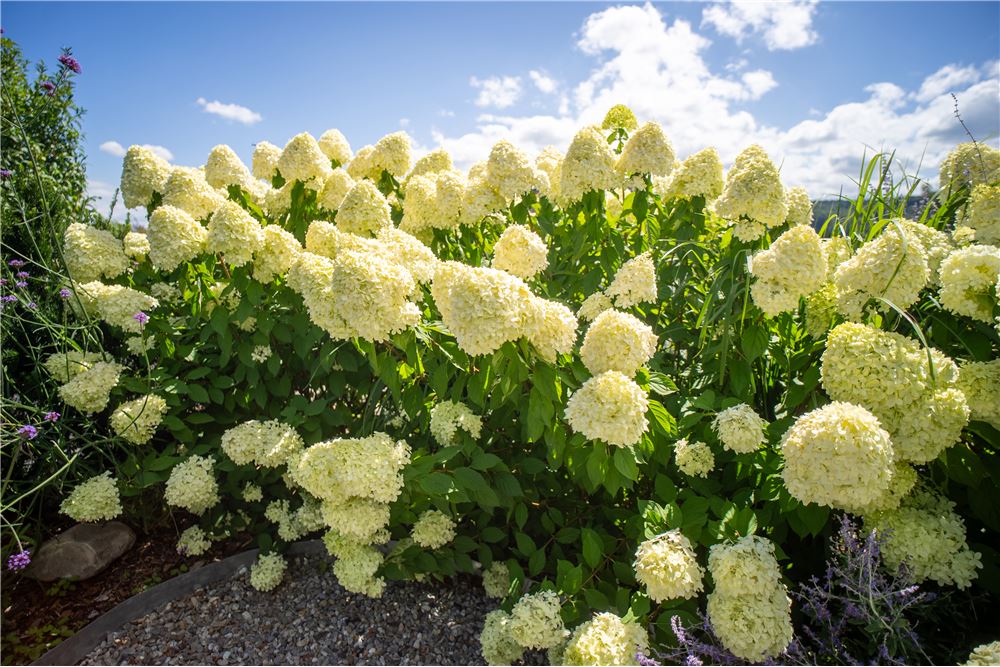 Residential - House - Waltenschwil, Aargau - CH - 65 - 118921025-78