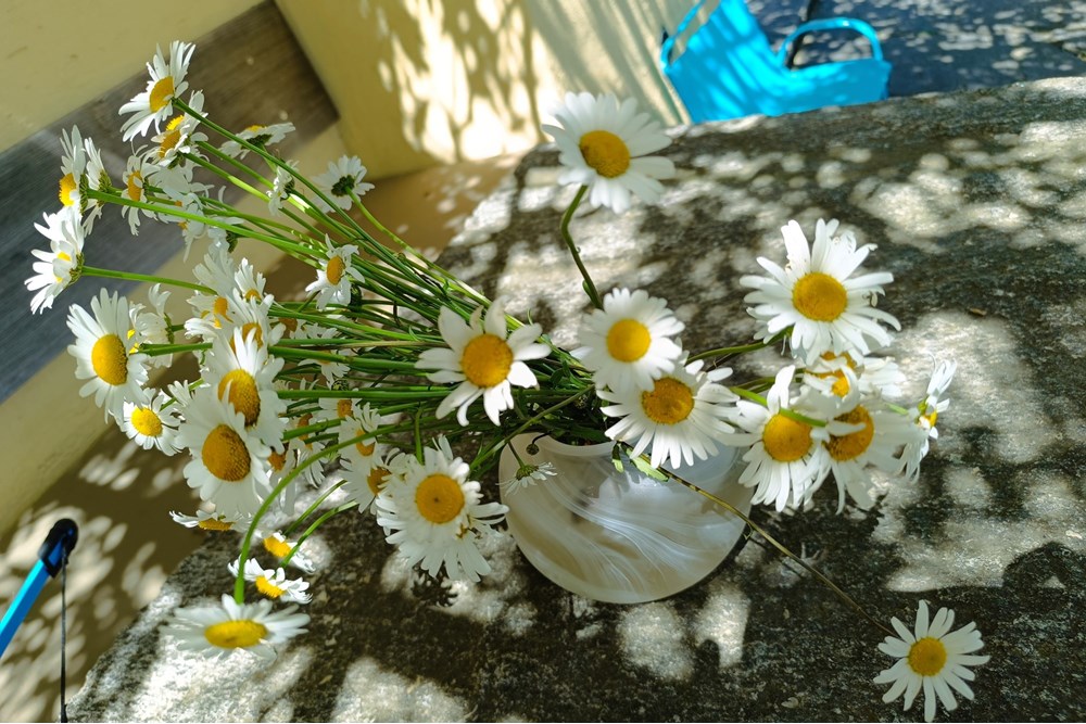 Einfamilienhaus - Kauf - Roveredo, Tessin - IMG_20250523_145412.jpg - 119001050-293