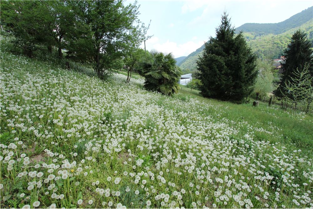 Residencial - Terreno Edificable - Ponte Cremenaga, Tessin - CH - 32 - 119001001-2879