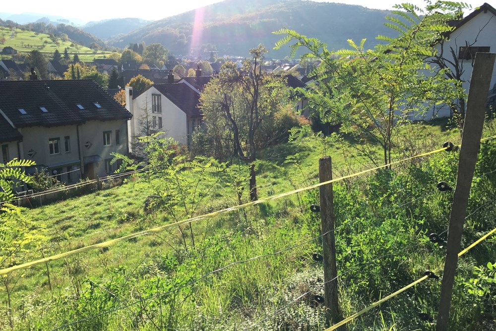 Einfamilienhaus - Kauf - Ziefen, Basel-Landschaft - ZIEFEN-15.jpg - 118921009-378