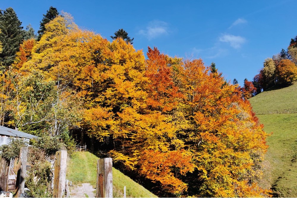 Chalet - Kauf - Dicken bei Degersheim, St. Gallen - WhatsApp Bild 2025-10-20 um 12.50.25_c87938b0.jpg - 119901001-78