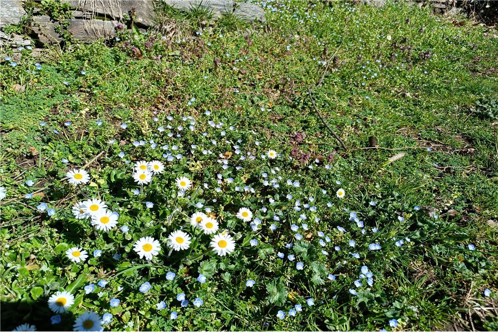 Wohnung - Haus - Sessa, Tessin - CH - 26 - 119001050-287