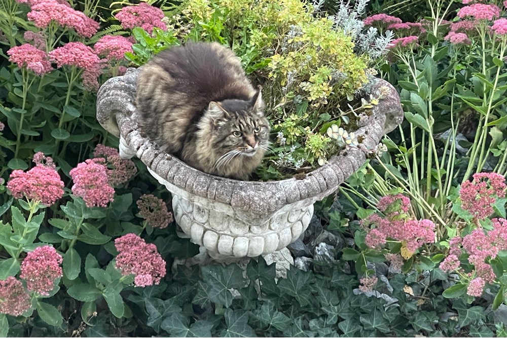 Chalet - Kauf - Dicken bei Degersheim, St. Gallen - IMG_4804.JPG - 119901001-78