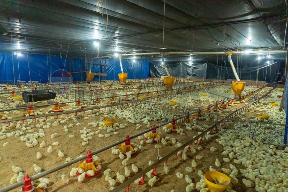 Commercial - Agricultural Farm - Paraguay Cordillera Itacurubí De La Cordillera - PY - FOTO1 (9 de 42).jpg - 143050097-75