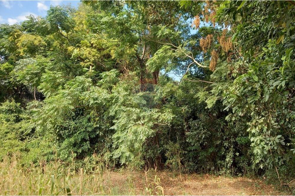 Finca Agrícola - Venta - Paraguay Caazapá Caazapá - photo_2025-01-13_11-23-04.jpg - 143095004-71