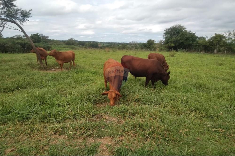 Commercial - Farm - Paraguay Guairá Natalicio Talavera - PY - 1 (4).jpg - 143050155-14
